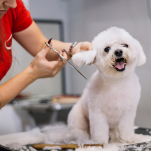 Dog Care and Grooming
