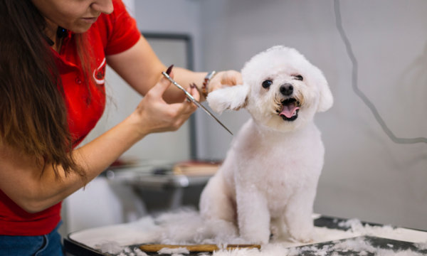 Dog Care and Grooming