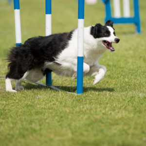 Dog Training: Dog Agility