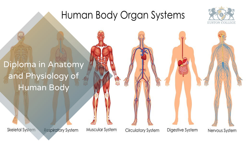 Diploma in Anatomy and Physiology of Human Body