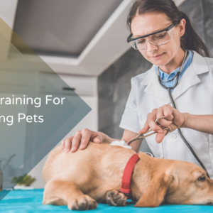 First Aid Training For Handling Pets